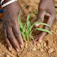 Winning In African Agriculture McKinsey